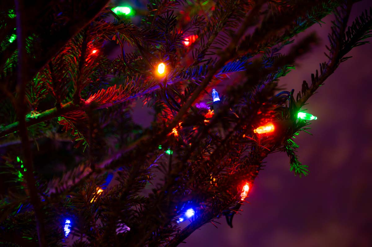 Close-up of color LED Christmas lights in the branches of a Christmas tree.